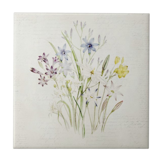 Painted Conanthera Flower Bouquet Vintage Script Tile (Front)