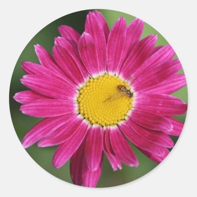 Painted Daisy Cards and more Classic Round Sticker (Front)