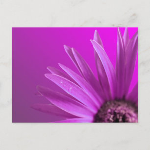Painted Daisy Postcard