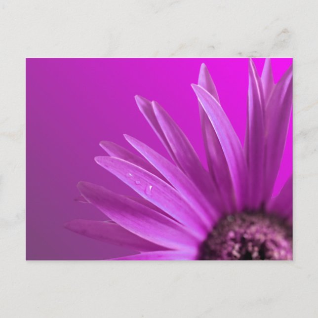 Painted Daisy Postcard (Front)