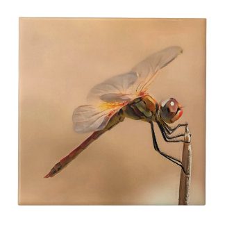 Painted Dragonfly Isolated Against Ecru Tile