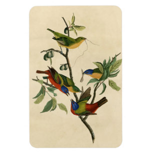 Painted Finch (Bunting) Audubon's Birds of America Magnet