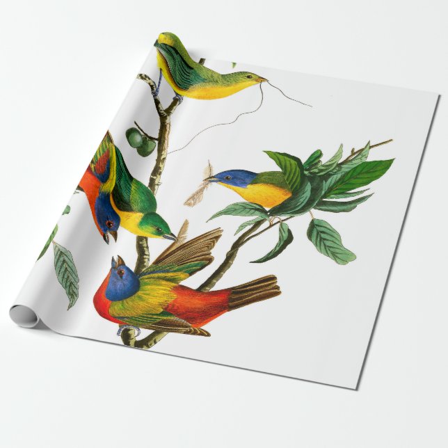 Painted Finch by John James Audubon Wrapping Paper (Unrolled)