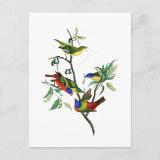 Painted Finch John James Audubon Birds of America Postcard