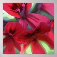 Painted Geranium
