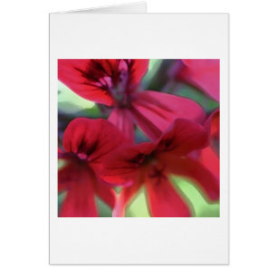 Painted Geraniums