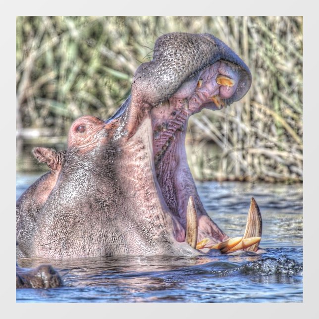 painted hippo (Sheet)