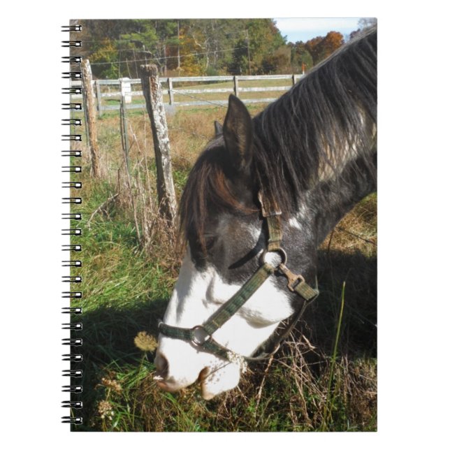 Painted Horse, Eating Queen Ann Lace flower Notebook (Front)