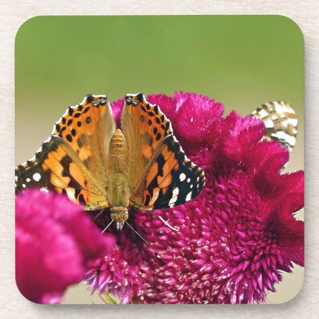 Painted Lady Butterfly Coaster (Front)