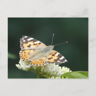 Painted Lady Butterfly DIY Postcard