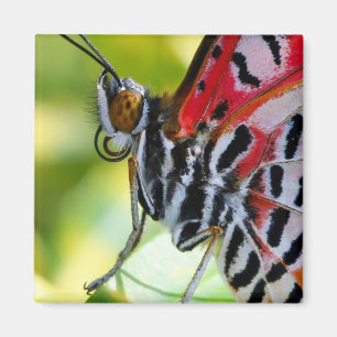 Painted Lady Butterfly Magnet