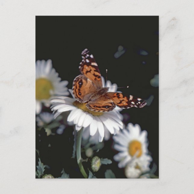 Painted Lady Butterfly On Daisy Postcard (Front)