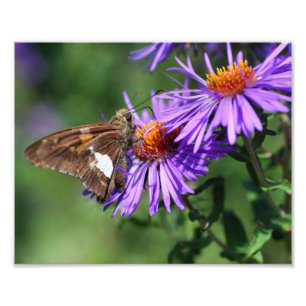 Painted Lady Butterfly On Wild Aster Flower 8x10 Photo Print