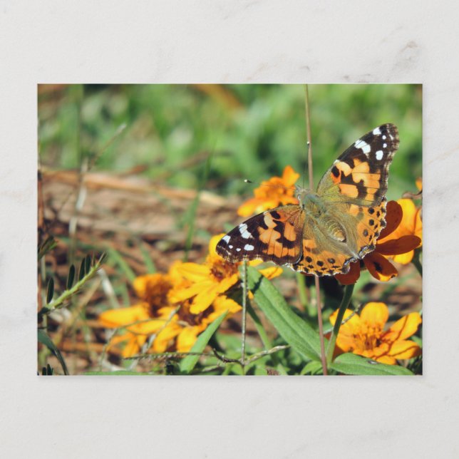 Painted Lady Butterfly on Zinnia Postcard (Front)