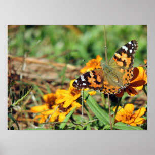 Painted Lady Butterfly on Zinnia Print