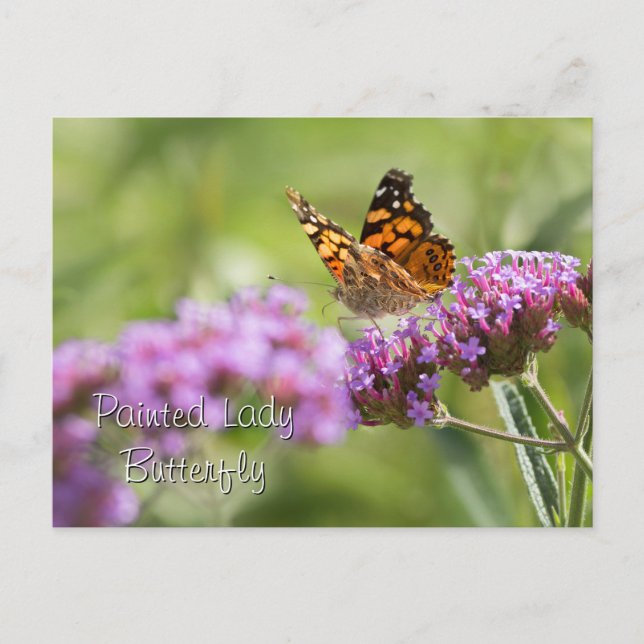 Painted Lady Butterfly Postcard (Front)