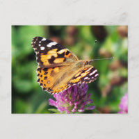 Painted Lady Butterfly Postcard