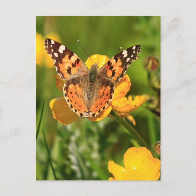 Painted Lady Butterfly Postcard (Front)