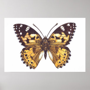 Painted lady butterfly poster