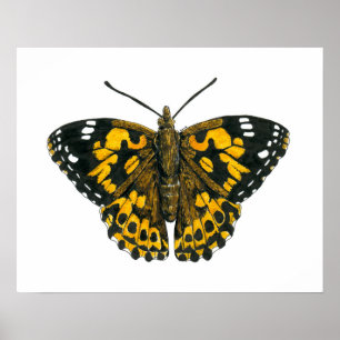 Painted lady butterfly poster