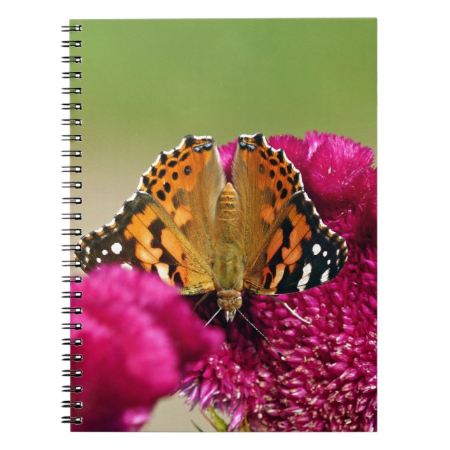 Painted Lady Butterfly Spiral Notebook (Front)