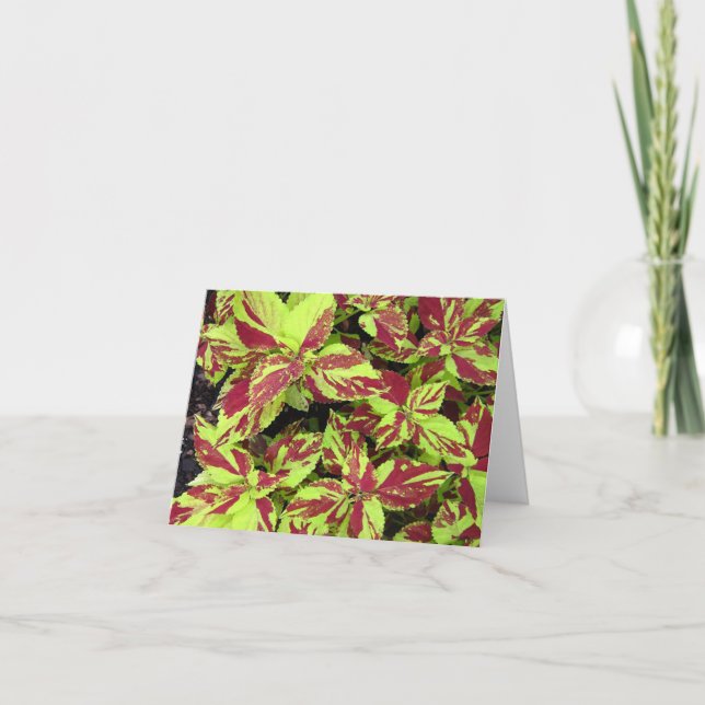 Painted Lady Coleus Photo Folded Note Card (Front)