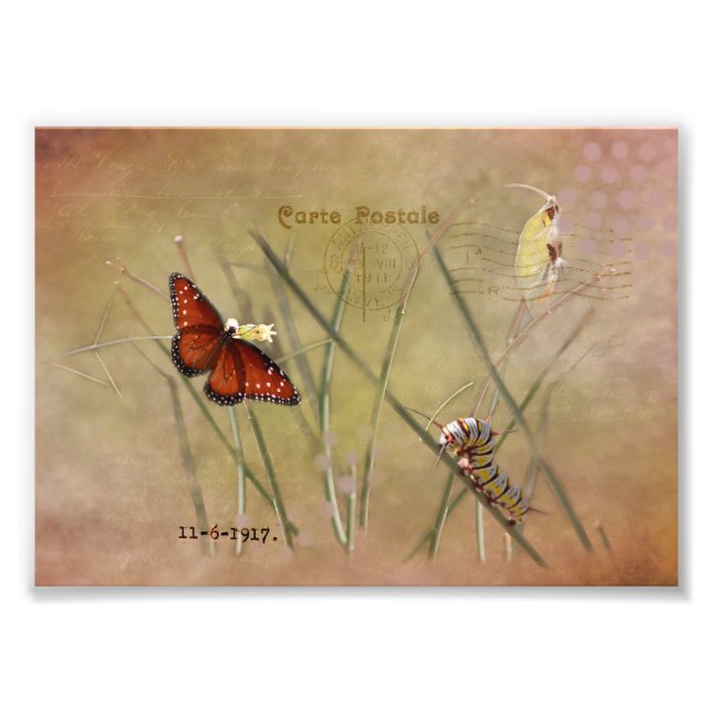 Painted Lady Mixed Media  Photo Print (Front)