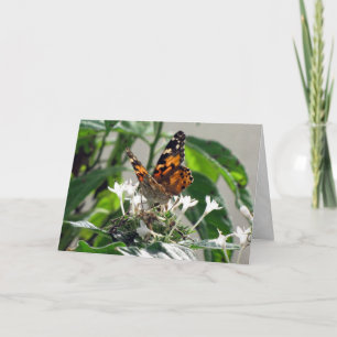 Painted Lady on Pentas Greeting Card (9862)
