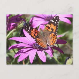 Painted Lady Postcard