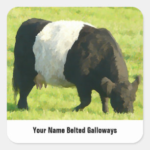 Painted Look Belted Galloway Cow in Field Square Sticker