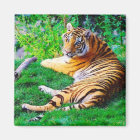 Painted Lounging Tiger in the Grass Wildlife