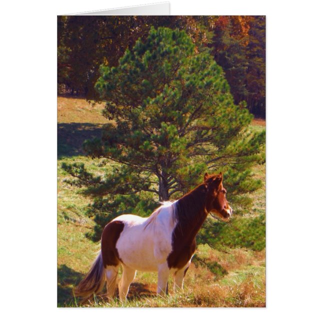 Painted Pony  by the Pine (Front)