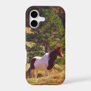 Painted Pony by the Pine
