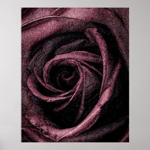 Painted Rose