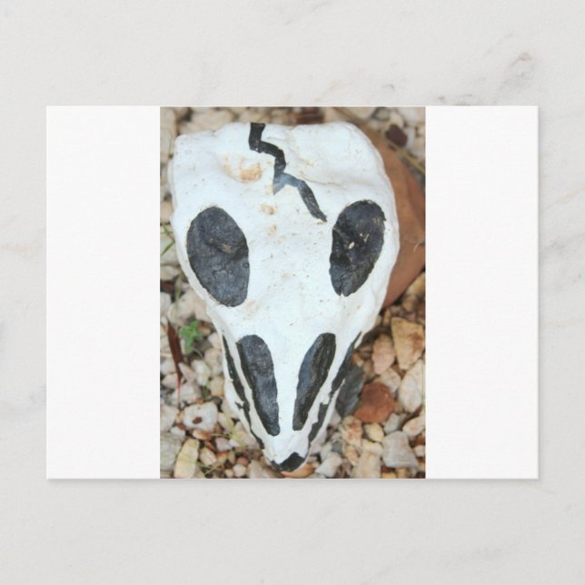 painted skull postcard (Front)