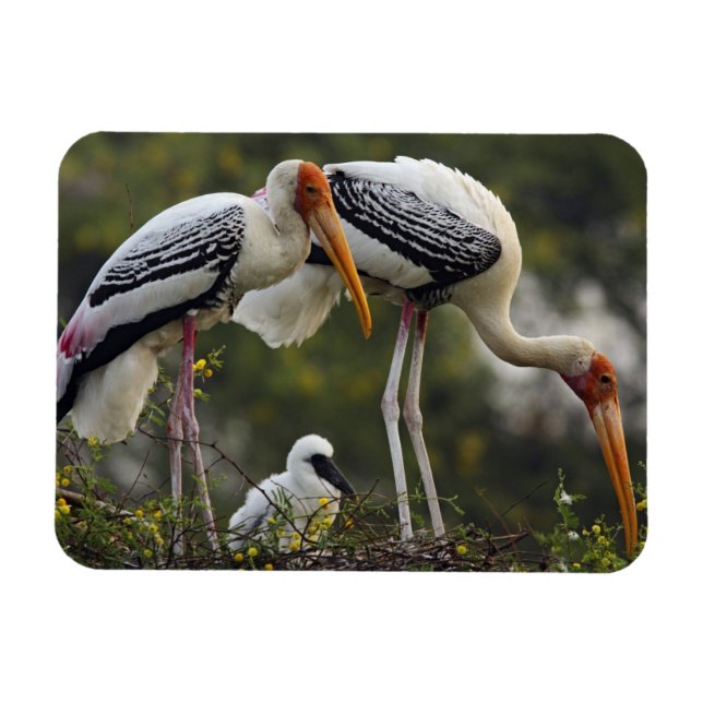 Painted Storks & young one at nest,Keoladeo Magnet (Horizontal)