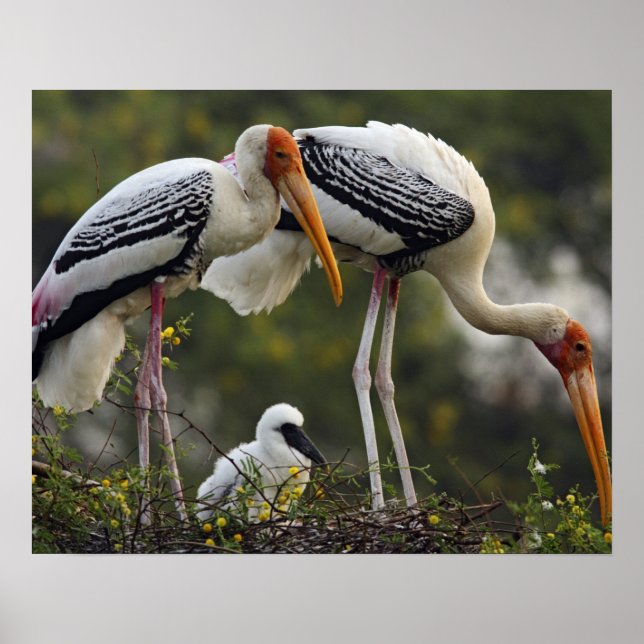 Painted Storks & young one at nest,Keoladeo Poster (Front)