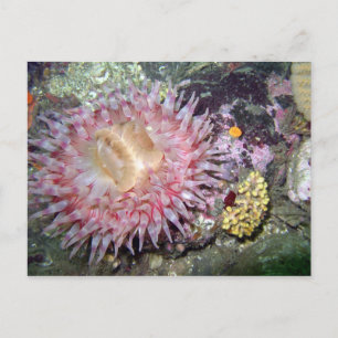 Painted Tealia Anemone - Postcard