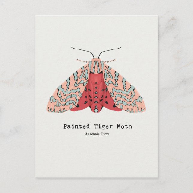Painted Tiger Moth postcard (Front)