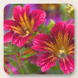 Painted tongue close-ups of their blooms - coaster