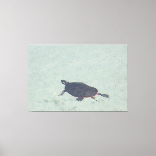 Painted Turtle Canvas Print