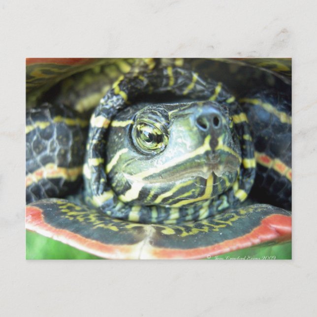 Painted Turtle (Chrysemys picta) 2 Postcard (Front)