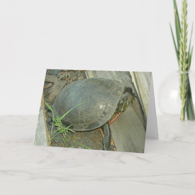 Painted Turtle (Chrysemys picta) Card (Front)