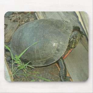 Painted Turtle (Chrysemys picta) Mouse Pad