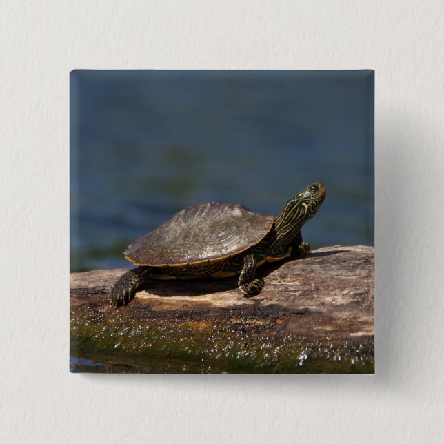 Painted turtle on a log 15 cm square badge (Front)