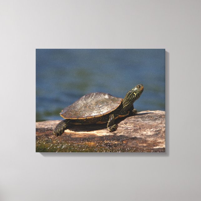 Painted turtle on a log canvas print (Front)