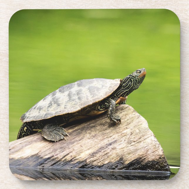 Painted Turtle on a log Coaster (Front)