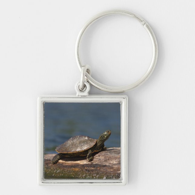 Painted turtle on a log key ring (Front)
