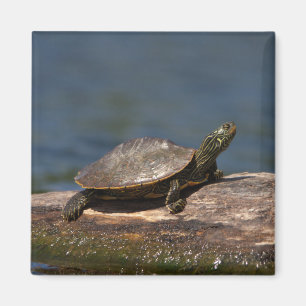 Painted turtle on a log magnet