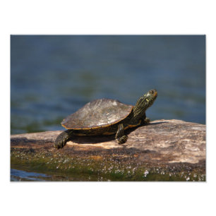 Painted turtle on a log photo print